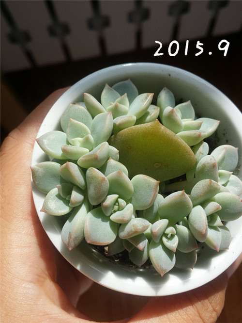 多肉叶插7