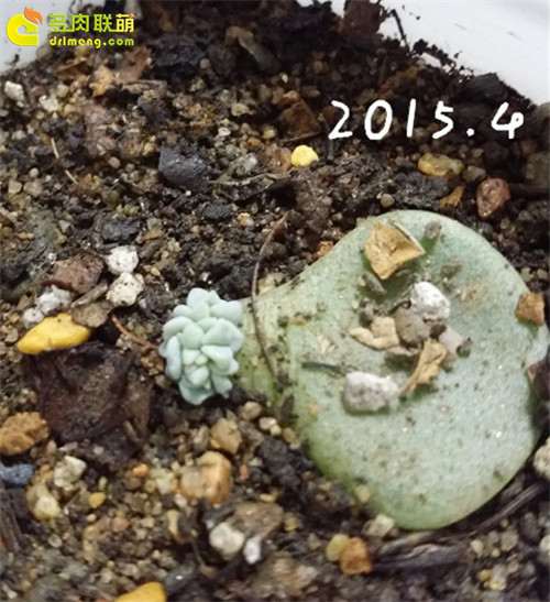 多肉叶插植物的经历