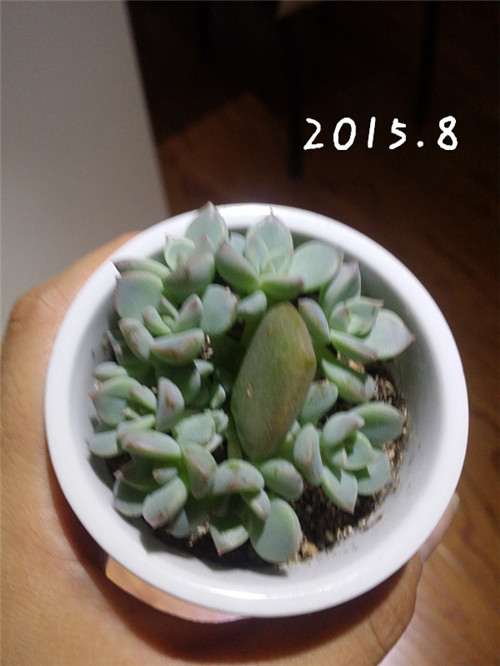 多肉叶插6