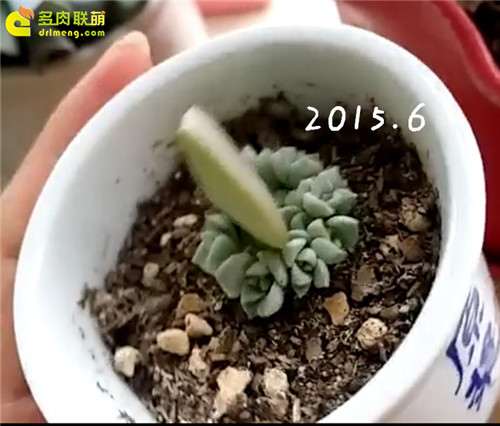 多肉叶插4