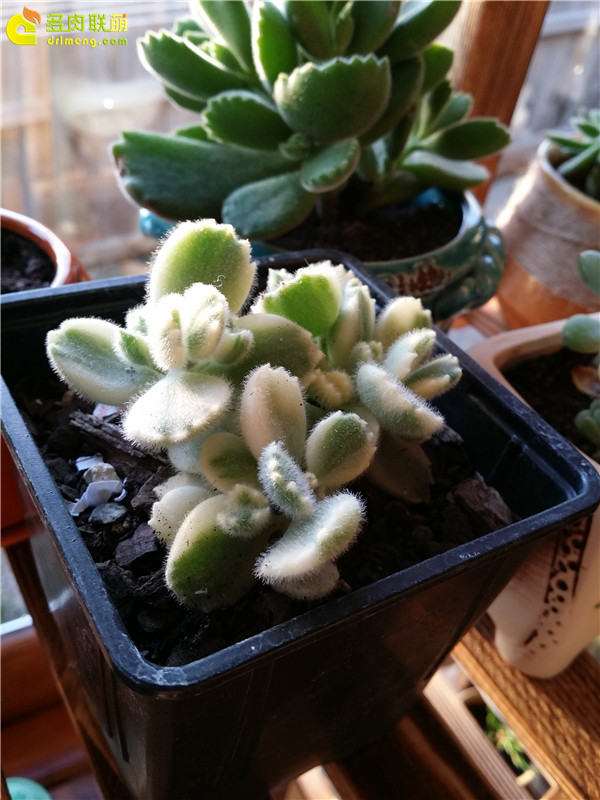 分享我养熊童子的经验 请指点 图片