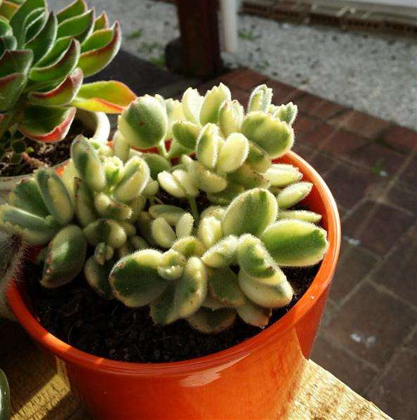 分享我养熊童子的经验 请指点 图片