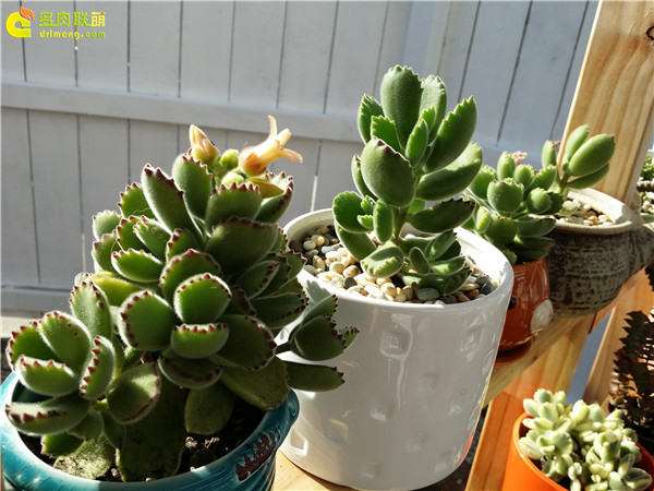 分享我养熊童子的经验 请指点 图片