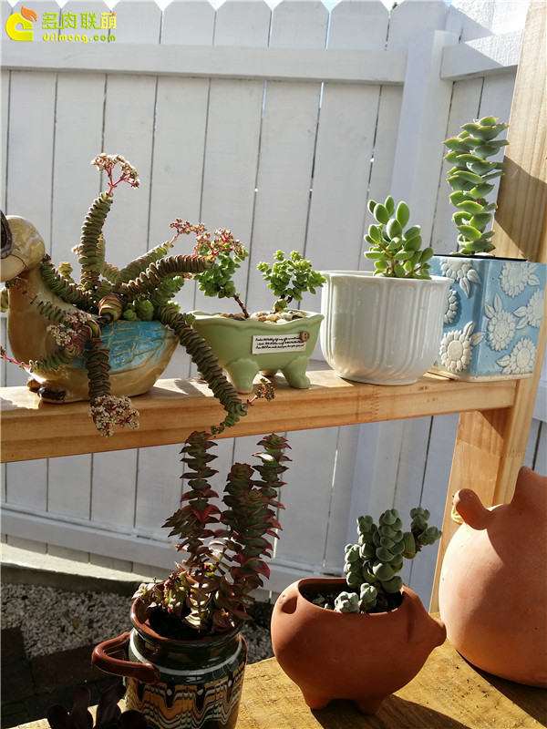 景天青锁龙多肉怎么样 发几个图片