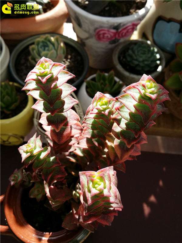 景天青锁龙多肉怎么样 发几个图片