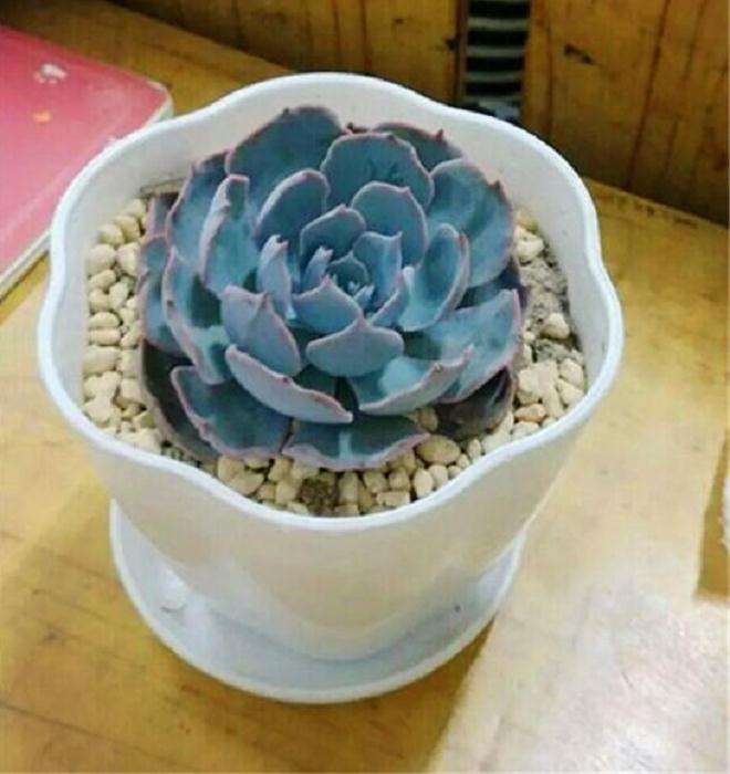 怎么摆摊卖多肉植物的方法