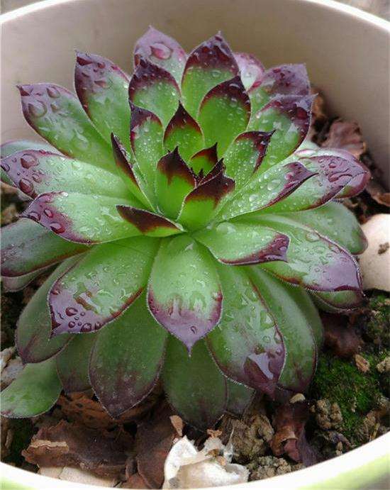 怎么摆摊卖多肉植物的方法