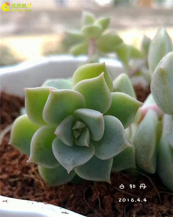 为什么摆摊卖多肉 要注意这3点 图片