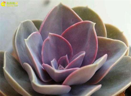 为什么摆摊卖多肉 要注意这3点 图片