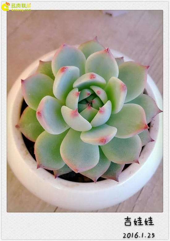 为什么摆摊卖多肉 要注意这3点 图片