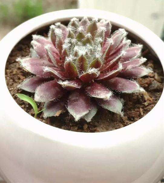 为什么多肉摆摊之前 要做好这7点