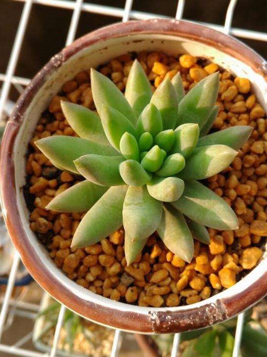 为什么多肉摆摊之前 要做好这7点