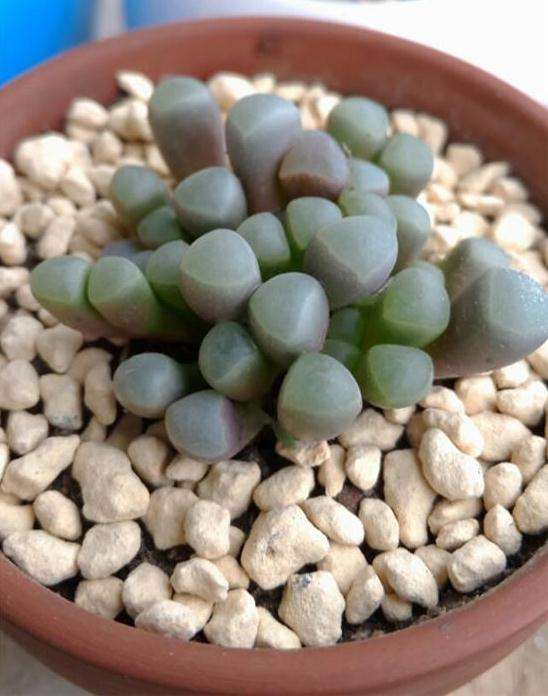 为什么多肉摆摊之前 要做好这7点