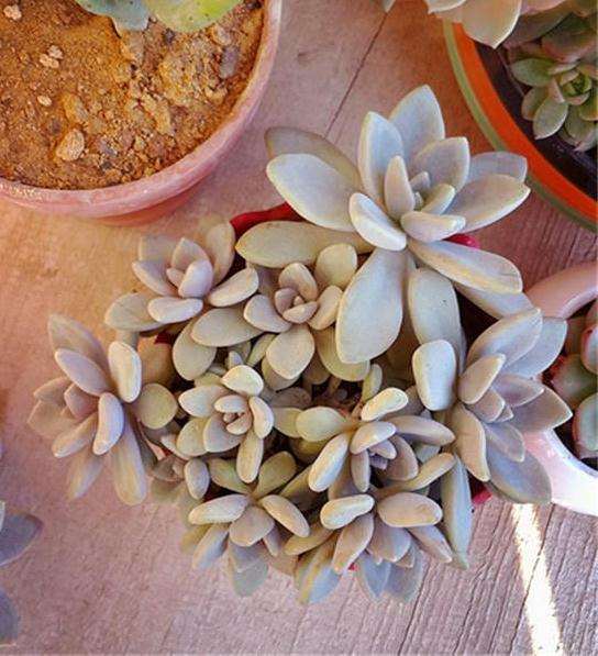 为什么多肉摆摊之前 要做好这7点