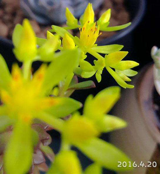 为什么多肉摆摊之前 要做好这7点