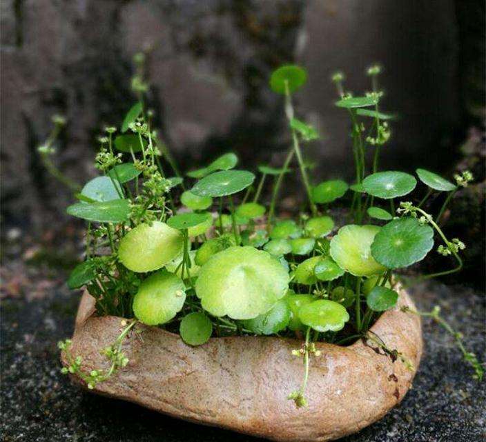 为什么很多人问铜钱草盆栽怎么养