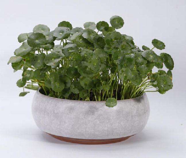 为什么很多人问铜钱草盆栽怎么养