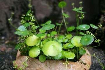 为什么很多人问铜钱草盆栽怎么养