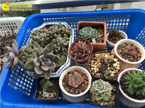 上海怎么养护多肉植物的经验 图片