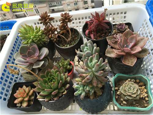 上海怎么养护多肉植物的经验 图片