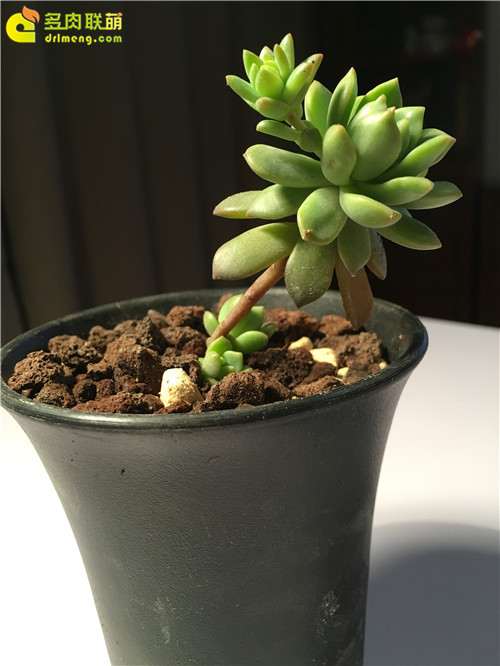 上海怎么养护多肉植物的经验 图片