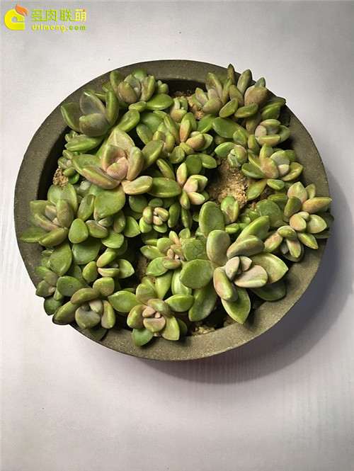 上海怎么养护多肉植物的经验 图片