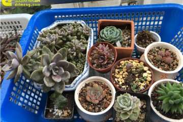 上海怎么养护多肉植物的经验 图片