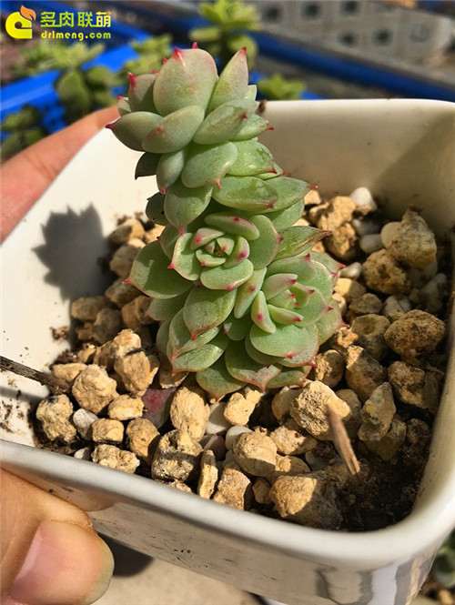 我以前多肉配土犯过的3个错误 分享