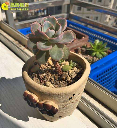 我以前多肉配土犯过的3个错误 分享