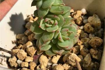 我以前多肉配土犯过的3个错误 分享