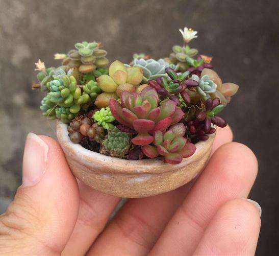 广东中山怎么养多肉植物的经验