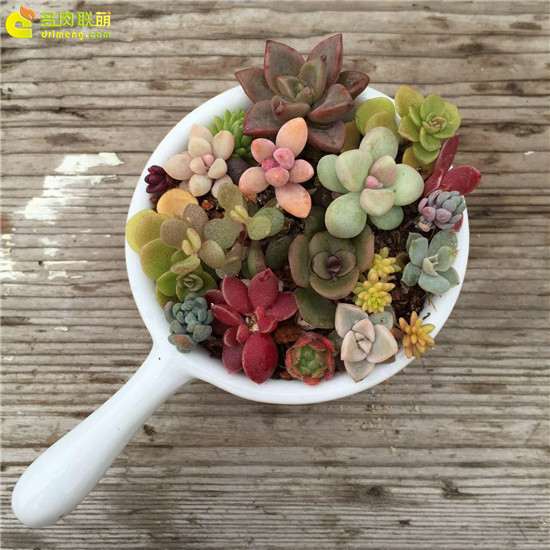 广东中山怎么养多肉植物的经验