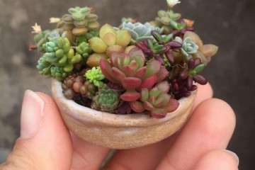 广东中山怎么养多肉植物的经验