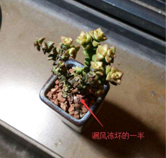 我养多肉植物1年的10个经验总结