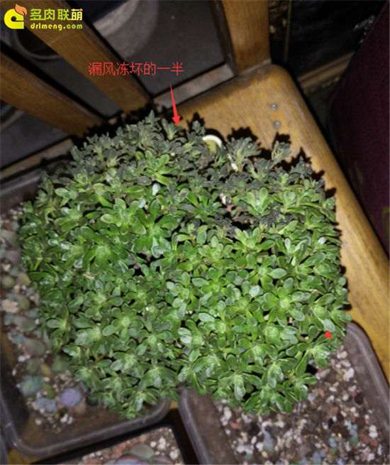 我养多肉植物1年的10个经验总结