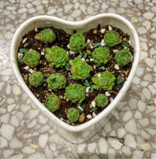 我养多肉植物1年的10个经验总结