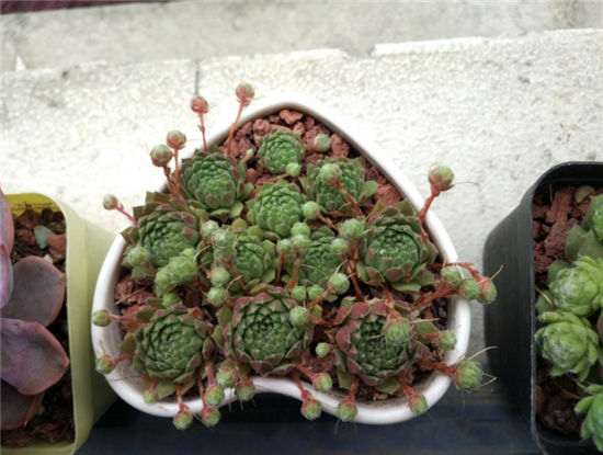 我养多肉植物1年的10个经验总结