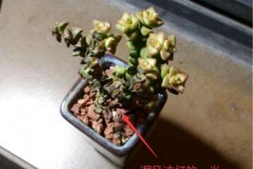 我养多肉植物1年的10个经验总结