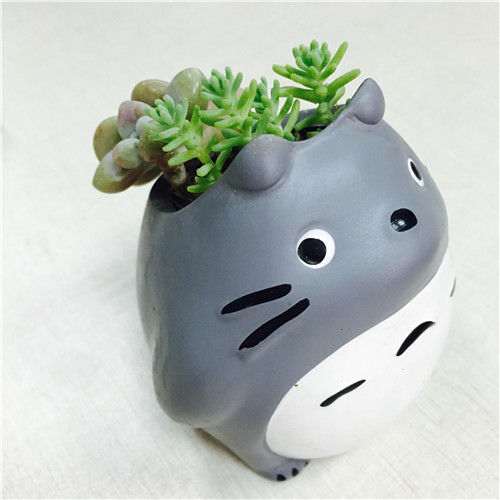 广东怎么养多肉植物的经历 图片