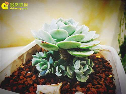 广东怎么养多肉植物的经历 图片