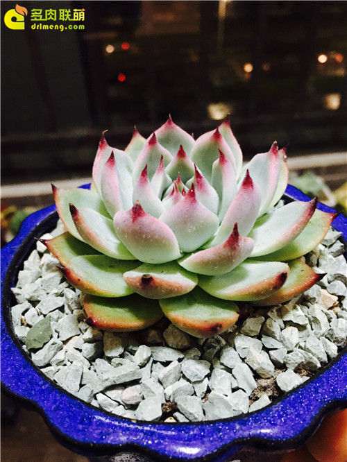 广东怎么养多肉植物的经历 图片