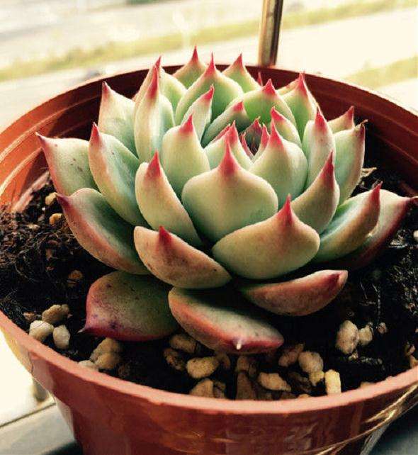 广东怎么养多肉植物的经历 图片