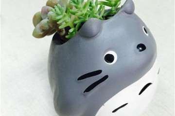 广东怎么养多肉植物的经历 图片