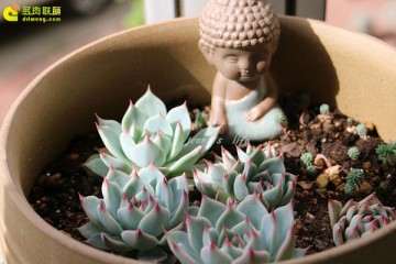 多肉养护怎么配土的3点经验 图片