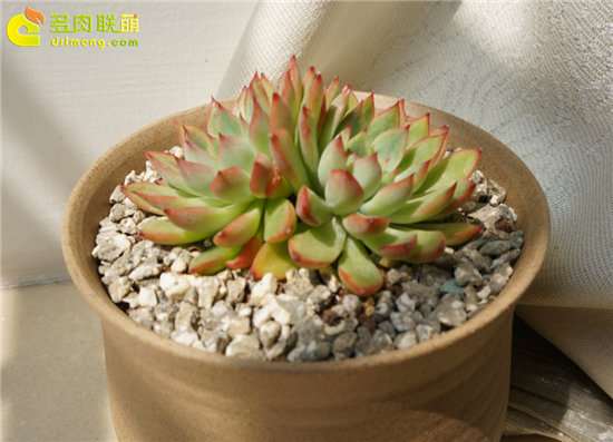 养护多肉怎么选择花盆和配土的方法