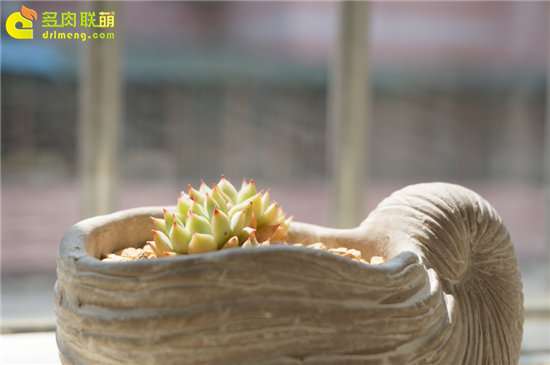 养护多肉怎么选择花盆和配土的方法