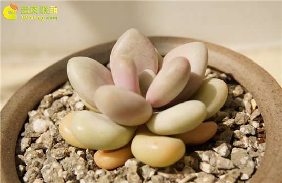 养护多肉怎么选择花盆和配土的方法