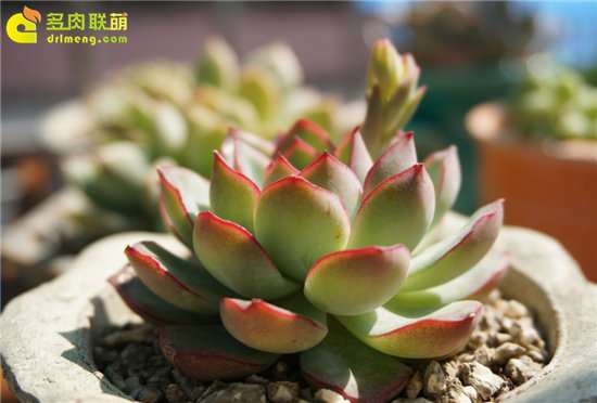 养护多肉怎么选择花盆和配土的方法