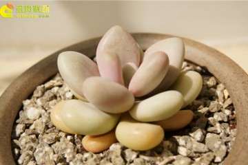 养护多肉怎么选择花盆和配土的方法