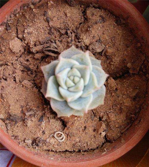 新手怎么用红陶花盆养多肉的方法